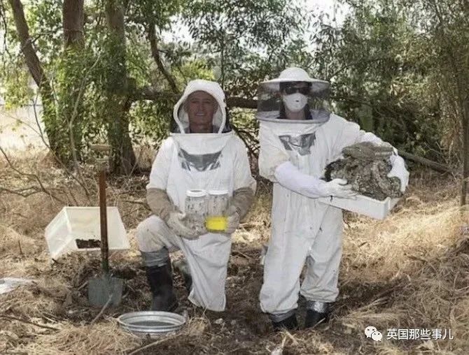 密恐地狱:澳洲巨型马蜂窝,如异形巢穴 | 八阕