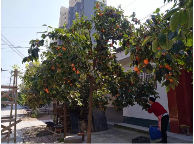 “阴树进门,家宅不宁”,哪些是阴树? | 八阕